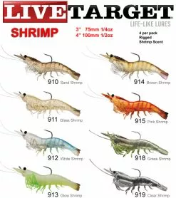 Live Target Shrimp
