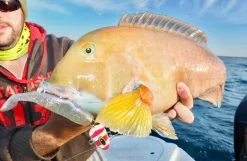 Zman Swimmerz 6 -Reels Shop IMG 3238 2dbfe4a0 61b5 4c8a aed8 d10cb65cd1b0