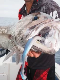 Zman Mag Swimz 8 -Reels Shop IMG 8093