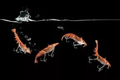 Berkley Shimma Shrimp 5 Berkley Shimma Shrimp -Reels Shop ShimmaShrimptacklewest